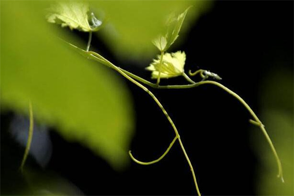 植物的睡眠之谜-无法破译的密码