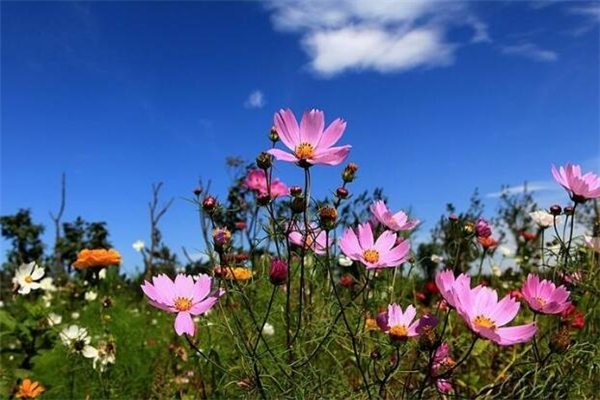 《记忆里的芬芳》作文,初中作文800字