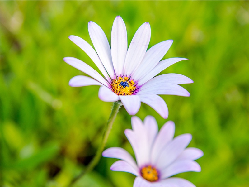 中秋节的句子想家(20句)