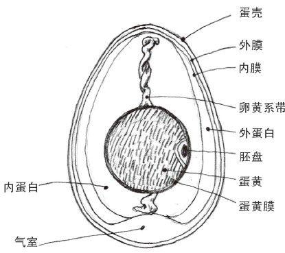 相和组织