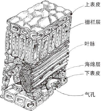 奇异粒子的奇异行为