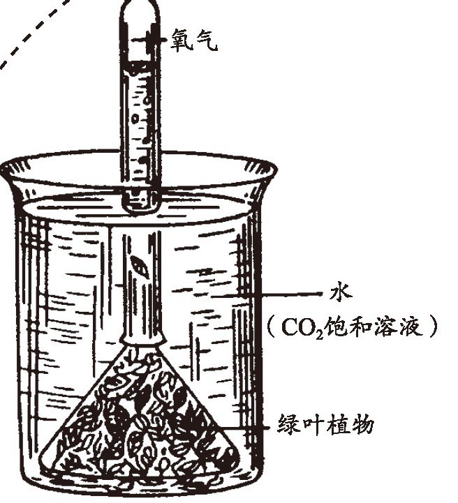 水中植物实验-证明植物的确会释放出二氧化碳中的氧