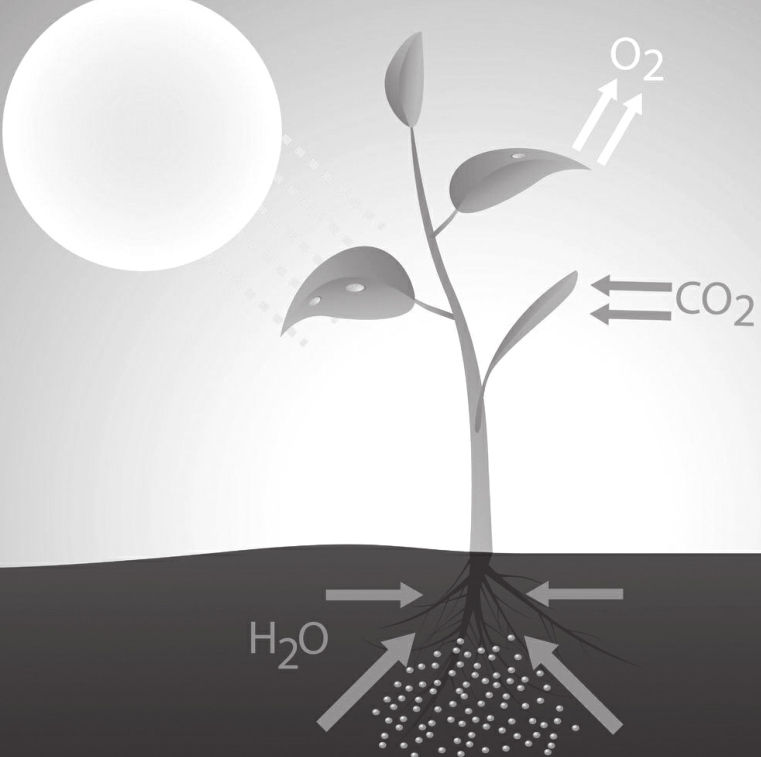 光合作用过程对整个生物圈乃至地球是至关重要的