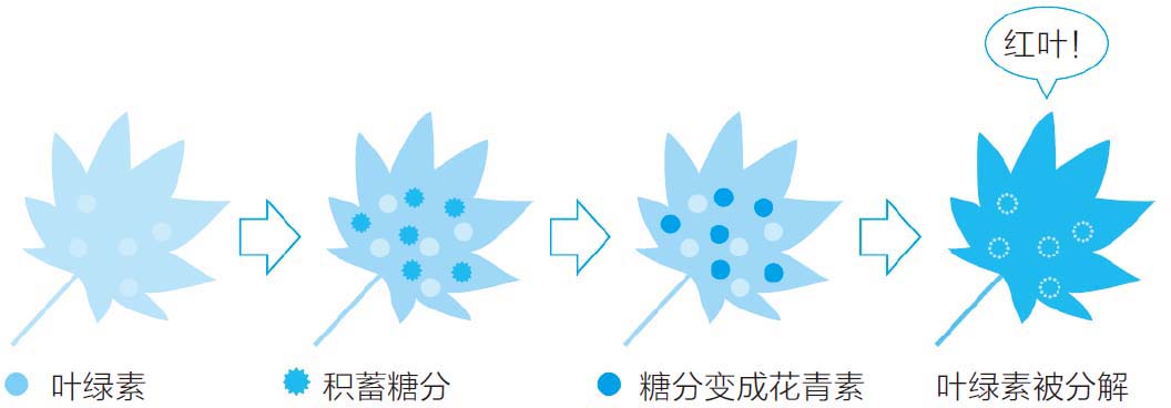 红叶为什么会变红?