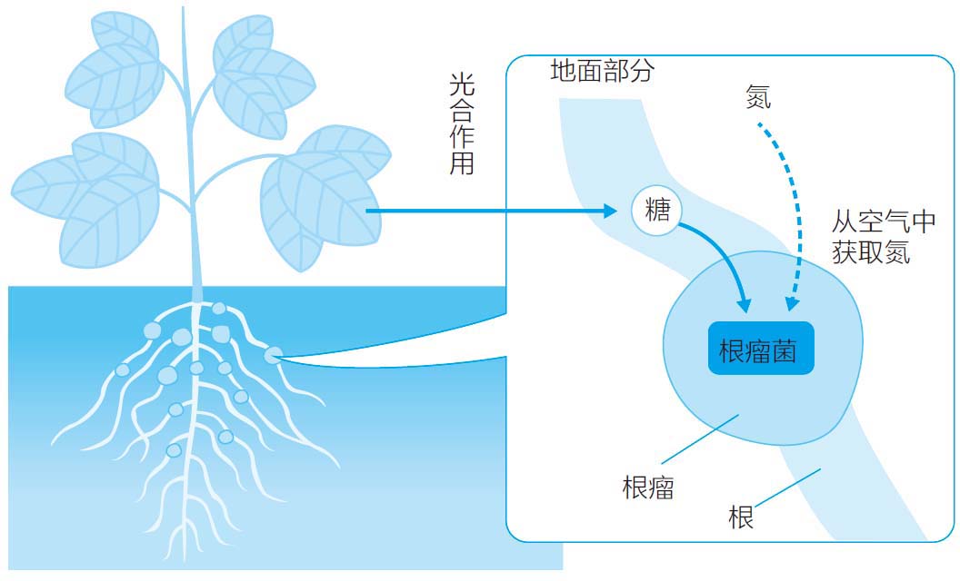 植物的血型是什么?