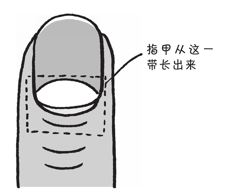 指甲剪了还会长,是怎么长的呢?