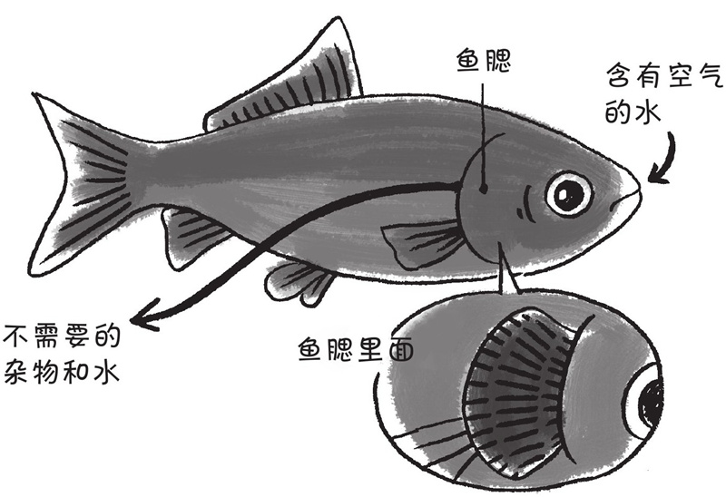 鱼为什么能够在水中生活呢?