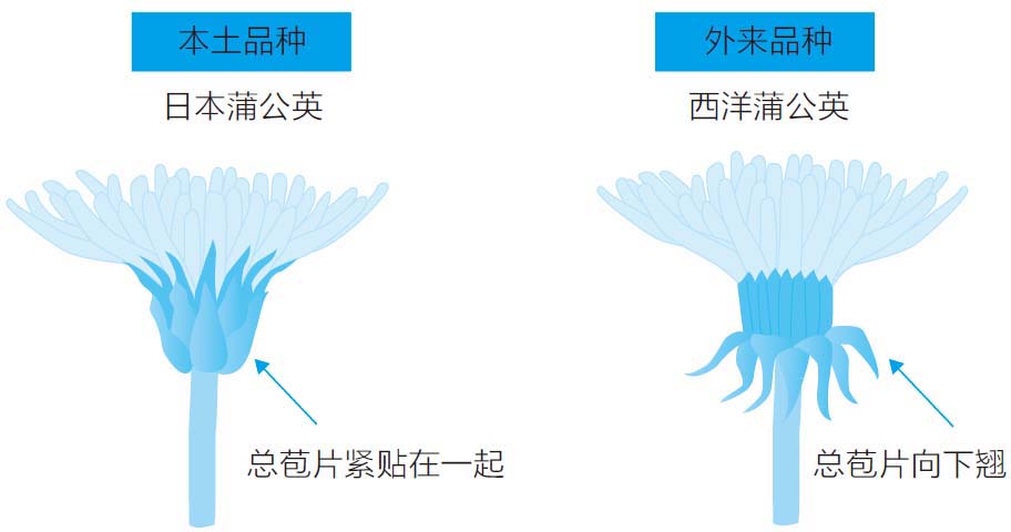 日本蒲公英VS西洋蒲公英