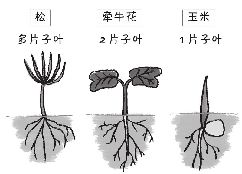 所有的子叶都是两片吗?