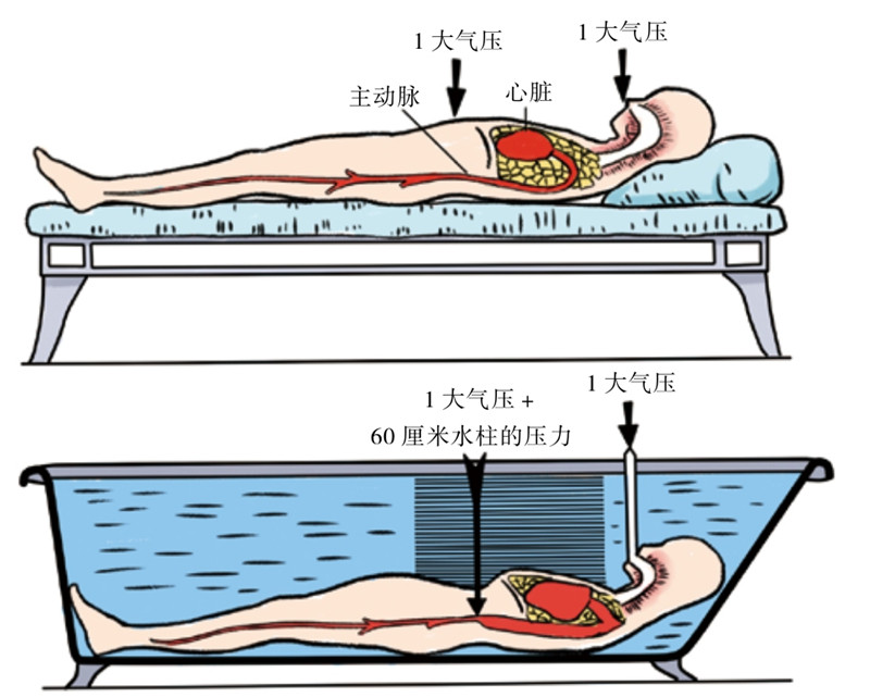 为什么人类模仿大象在水下时会出现流血的情况