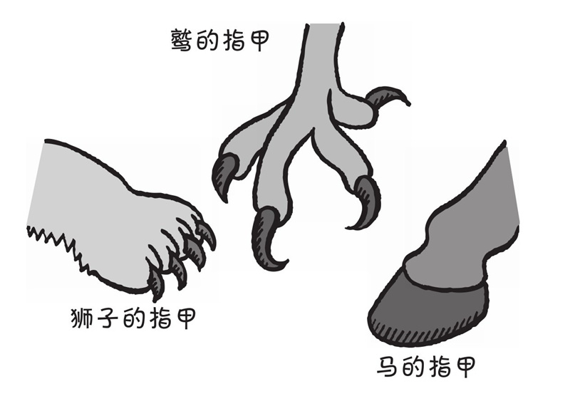 指甲剪了还会长,是怎么长的呢?