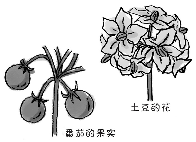 蔬菜也会开花吗?