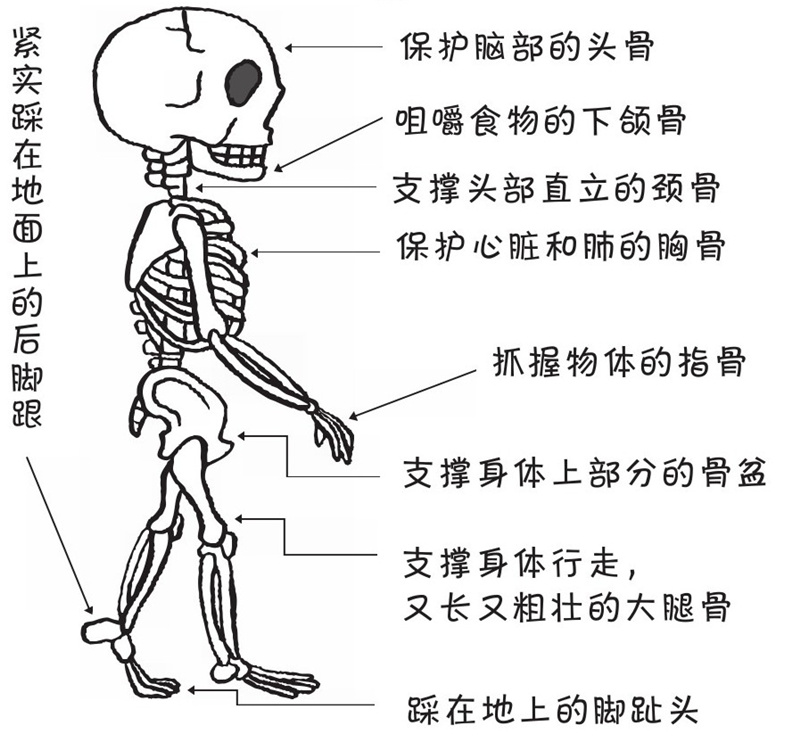 我们的身体里有多少块骨头?