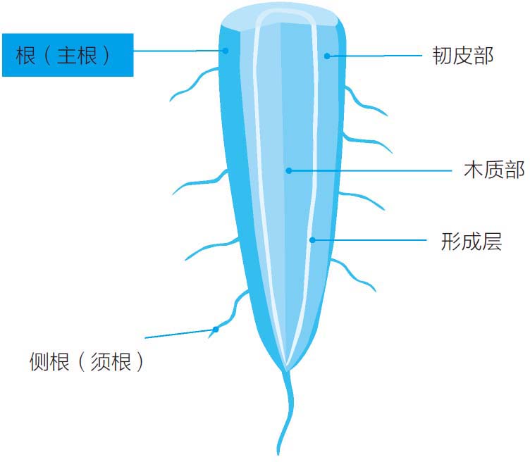 简笔画胡萝卜的画法