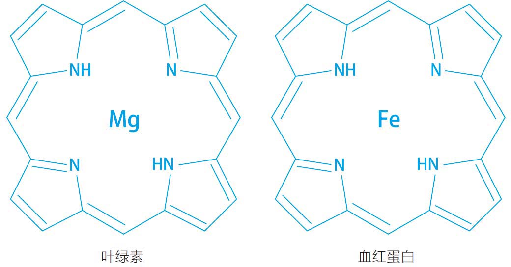 植物的血型是什么?