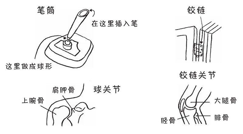 胳膊可以从肩膀的地方旋转一周,为什么手肘不可以?