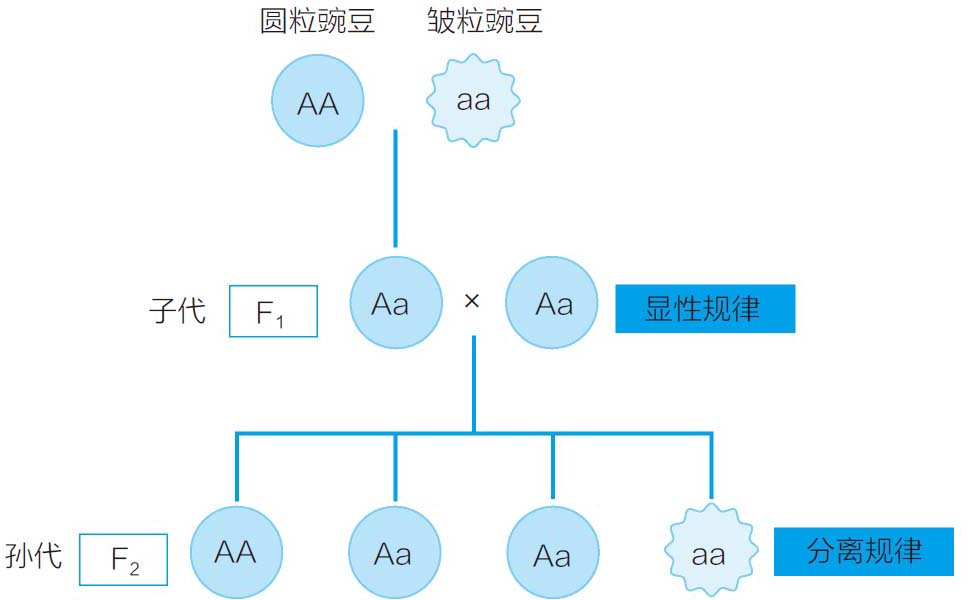 孟德尔的遗传学说