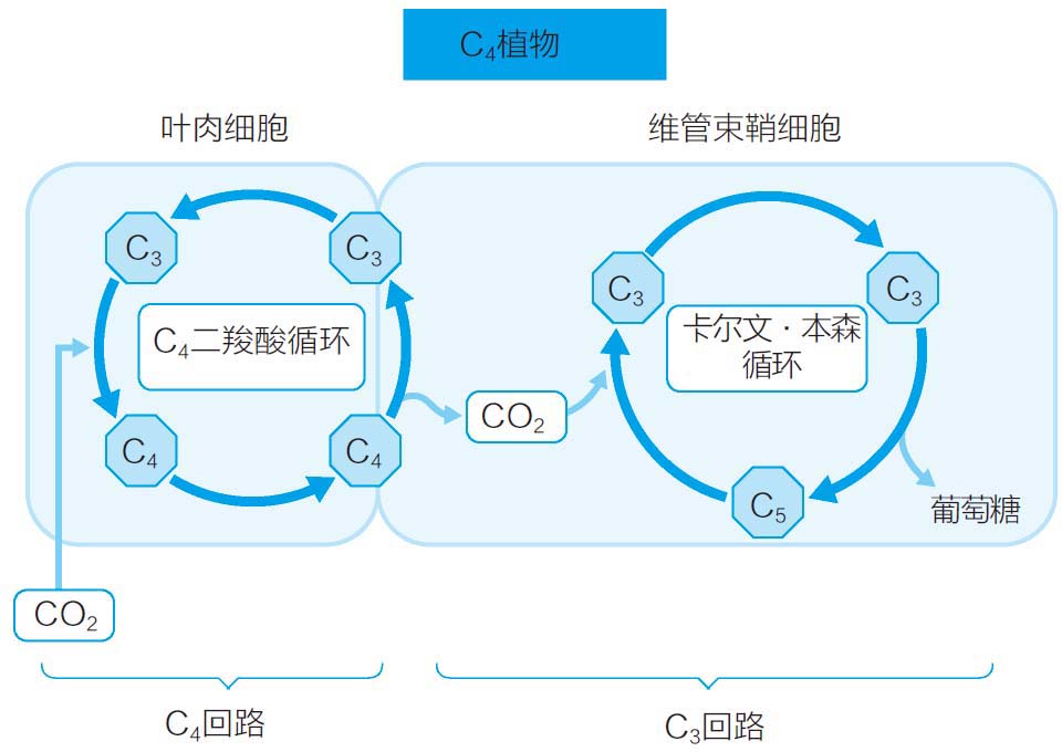 狗尾巴草是一种高性能植物