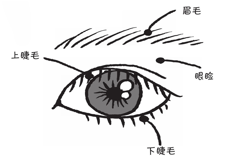 人为什么会有睫毛呢?