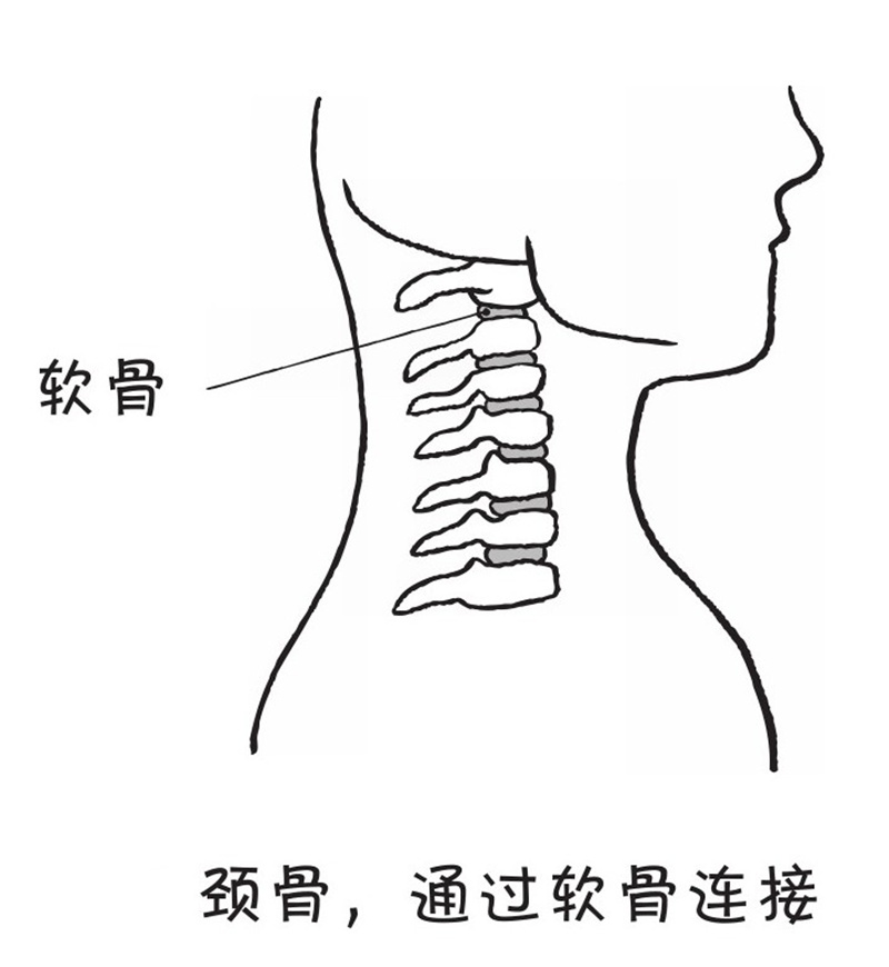 胳膊可以从肩膀的地方旋转一周,为什么手肘不可以?