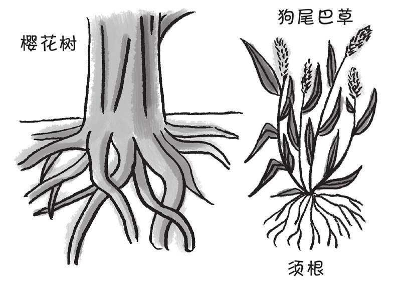 凤仙花的根和油菜的根一样吗?