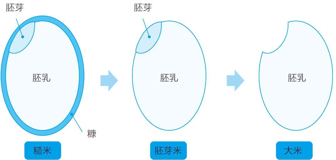 种子的秘密,大米是稻子的奶水