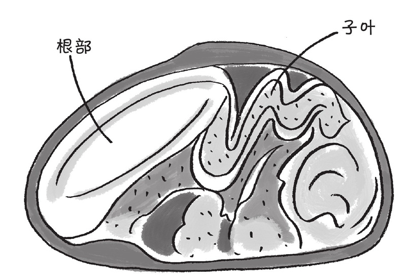 牵牛花种子里面长什么样?