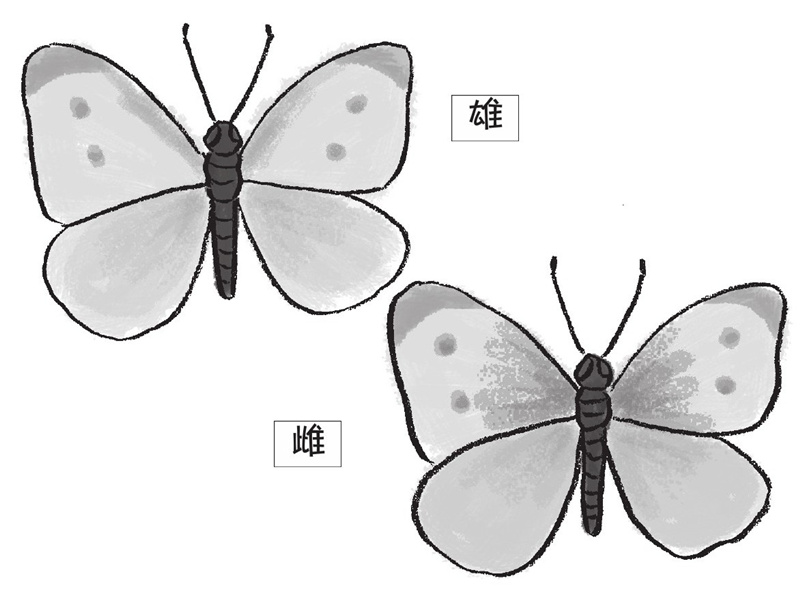 菜粉蝶、金钟儿等也分雌雄吗?